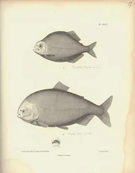 カラシン科、図版XLVII、ニコラ・ユエ（1770-1827）の版画に基づくクータンによる鋼版画、「Recueil d