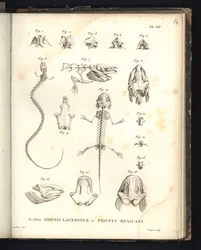 Sceleta Strenis Lacertinae et Protei Mexicani、第XIV図版、シレノメリアとアホロートルの骨学