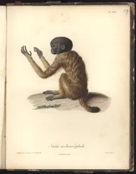 Simia melanocephala、Pl。 XXIX、ニコラユエ（1770-1827）による彫刻の後にルイブーケ（1765-1814）によって彫刻された鋼、動物園と動物学の比較からのイラスト、fait