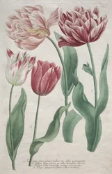 Tulips   1292393   ja       japanese Successfully Translated  Original: Sports of a Country Fair, Part the Second, October 5, 1810., October 5, 1810. Translat: Sports of a Country Fair, Part the Second, October 5, 1810., October 5, 1810. 1152802 ja japanes