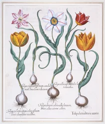 Tulipa Lutea Lituris Aureis、壊れた黄色のシルベストリス タイプのチューリップ、1613 年。