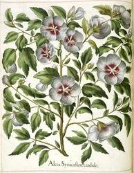 「Hortus Eystettensis」よりアルカ・シリアカ