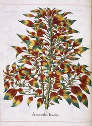 「Hortus Eystettensis」より、アマランサス トリコロール