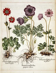 「Hortus Eystettensis」のアネモネ