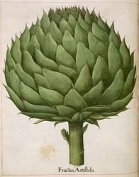 「Hortus Eystettensis」のアーティチョーク