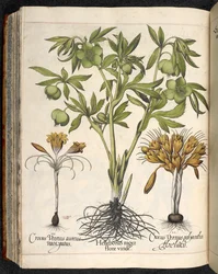 バシリウス ベスラー作、Hortus Eystettensis の Helleborus niger、Crocus vernus