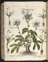 Helleborus niger、「Hortus Eystettensis、sive diligens et accurata omn」のイラスト、1613年頃（色付きの彫刻）