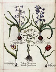 「Hortus Eystettensis」よりヒヤシンスとチューリップ