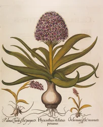 Hyacinthus stellatus、1613年。