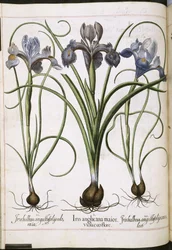 アイリス、「Hortus Eystettensis」より