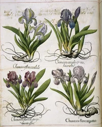 アイリス、「Hortus Eystettensis」より
