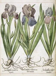 アイリス、「Hortus Eystettensis」より