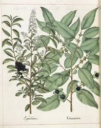 「Hortus Eystettensis」より Ligustrum と Guiacana