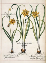 水仙、「Hortus Eystettensis」より