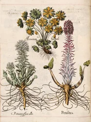 「Hortus Eystettensis」のペタサイト