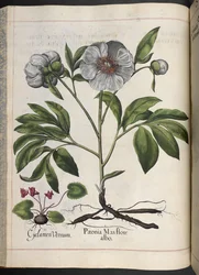 プレート 106: Basilius Besler 作、Hortus Eystettensis の Cyclamen Vernum、Paonia Mas flore albo