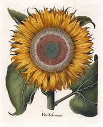 一般的なヒマワリ、Flos Solis Maior