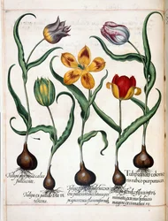 チューリップ、「Hortus Eystettensis」より