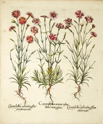 Hortus Eystettensis、1613年に発表されたCaryophyllus Sylvestrisの品種