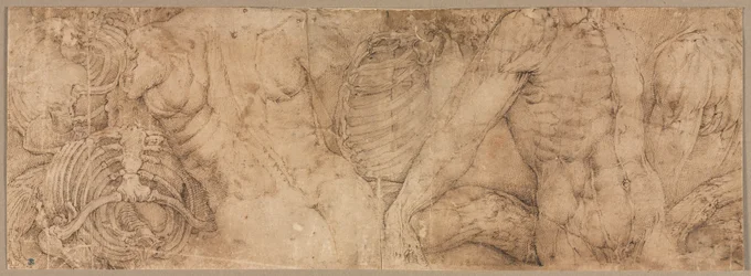 リブケージ付きトルソ、1540年代初頭。