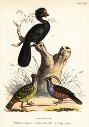 血のキジ、アカギク、ヤマウズラ。 1855年（リトグラフ）