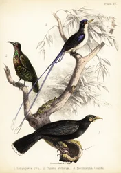 パラダイス カワセミ、ビクトリアのライフルバード、絶滅したホイア。 1855年（リトグラフ）