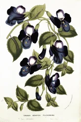 Torenia Asiatica pulcherrima、「Horto Van Houtteano」よりLouis Van Houtte（1810-76）c.1860（chromolitho）