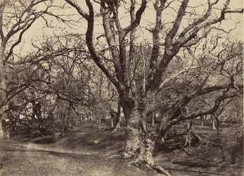ペッパーハロー公園、サリー、1852-54。