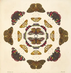 プレートVIIの詳細、珍しい蝶と蛾の描写、パブ。 1764（手描きの彫刻）