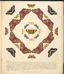 プレート1、蝶と蛾の珍しい描写、パブ。 1764（手描きの彫刻）