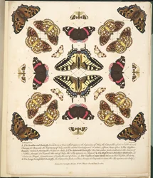 プレートII、蝶と蛾の珍しい描写、パブ。 1764（手描きの彫刻）