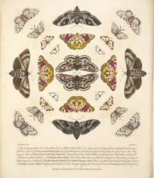 プレートIV、蝶と蛾の珍しい描写、パブ。 1764（手描きの彫刻）