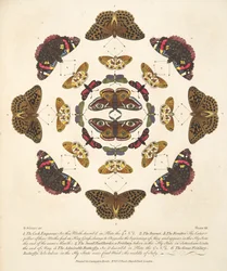プレートVII、蝶と蛾の珍しい描写、パブから。 1764（手描きの彫刻）