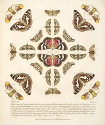 プレートVI、蝶と蛾の珍しい描写、パブ。 1764（手描きの彫刻）