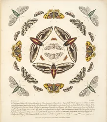 プレートV、蝶と蛾の珍しい描写、パブ。 1764（手描きの彫刻）