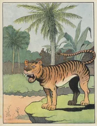 虎