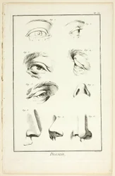 デザイン: 百科事典の顔の解剖学