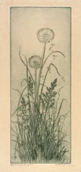 草原のタンポポ