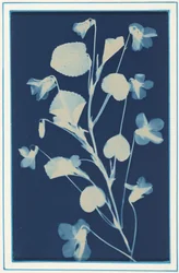無題,c.1900年（写真）