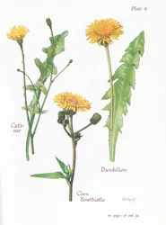 猫の耳、タンポポ、トウモロコシの雌豚アザミ、1951