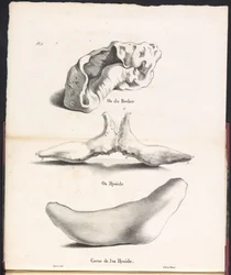 クジラの舌骨の 3 つの部分、1827 年 Os du Rocher / Os Hyoïd / Corne de l