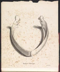 クジラの下顎、1827年 Machoire Inferior (オブジェクトのタイトル)