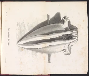 クジラの頭骨、1827年 Face supérieure du Crane (オブジェクトのタイトル)