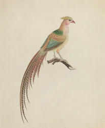 金キジ (Chrysolophus pictus)