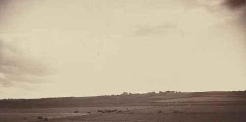 牛のいる田園風景、1850年代～1860年代（写真）