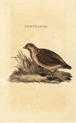灰色のヤマウズラ、Perdix perdix
