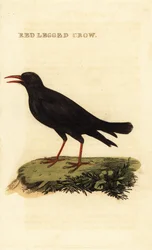 赤くちばしのニワトリ、Pyrrhocorax pyrrhocorax