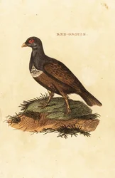 アカライチョウ、Lagopus lagopus scotica