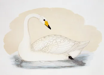 野生の白鳥 (Cygnus cygnus)、彫刻、イギリス