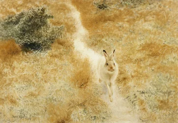 風景の中の冬のノウサギ